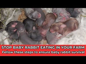 Rabbit Farming: Why do Rabbits EAT their babies And How to STOP it