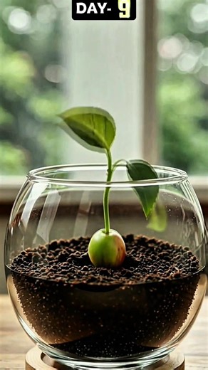 Apple 🍏 seed growing in 40-days Slow motion view#apple#growth#seed#viralshort
