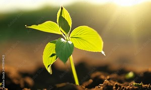 Time-Lapse of Plant Growth from Seed to Full Sprout | Seed Germination Timelapse | Growing Plants Over Time | Botanical Growth | Nature Time Lapse | Sprouting Seed | Plant Life Cycle Video