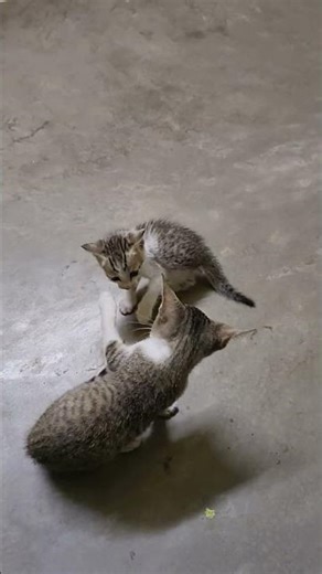 “Cute Kittens Fight Like Boxing 😹🥊 | Funny Cat Fight Viral Short 🔥”