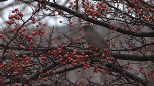 Hard freeze threatens spring plants in the Western Slope