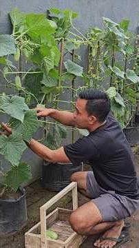 budidaya timun dipolibag #garden #budidayatanaman #budidayatanaman #agrikultur #gardening #berkebun