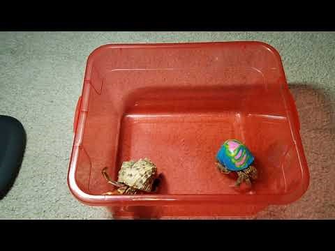 (Hermit crabs) "Buying hermit crabs with painted shells"