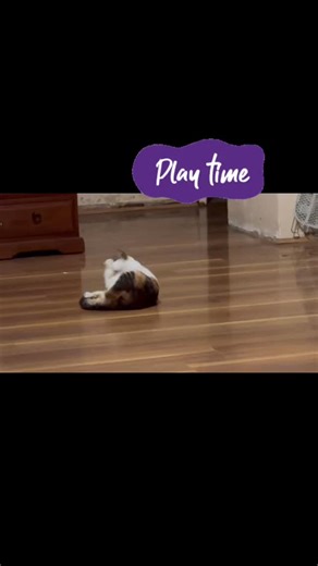 #rescueadoptlove #fostercats #adoptme | Perth Animal Rescue