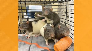 Rats found in Coeur d'Alene Library book drop-off are now in need of homes