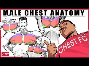 How To Draw The Male Chest: Anatomy Study & Real Reference Breakdown