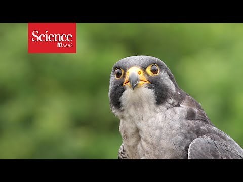 Peregrine falcons maneuver best when dive-bombing at over 300 km/hr