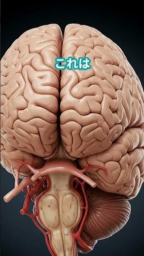 @tigrisluteus channel植物状態と脳死の違い 「植物状態と脳死、どう違うの？」命の境界線を、脳から見る。