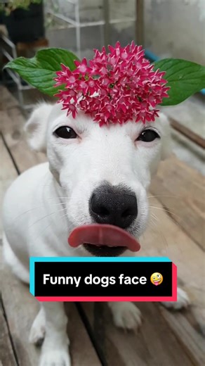Hilarious Dog Faces That Will Make You Smile
