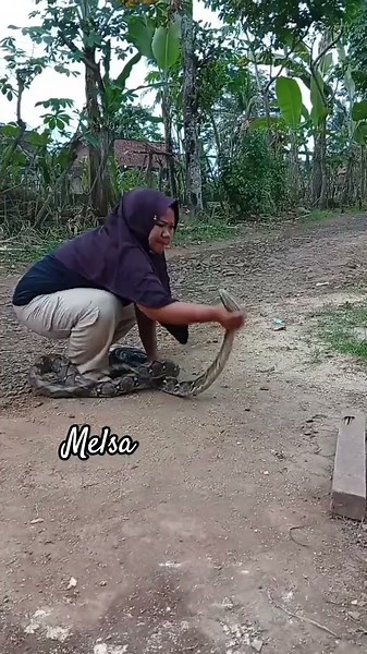 RESCUE PYTHON SNAKE #ularbesar #snake