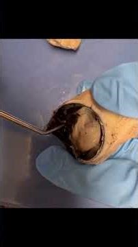 Eye Dissection Practical Anatomy and Physiology I Lab BIOL 220L - 31665