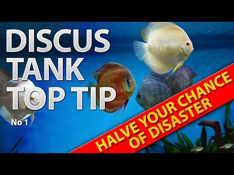 Protect Your Discus Fish from Disaster with This Top Tip