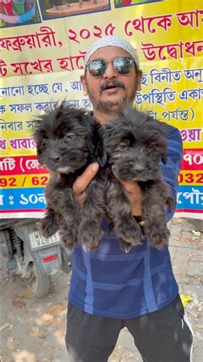 Lhasa Apso Puppies in Low Price. #pets