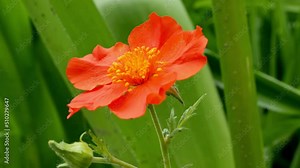 Geum coccineum in bloom. Avens or Gravilat ( lat. Geum ) is a genus of perennial plants of the Rosaceae family