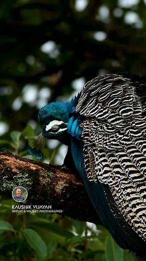 Wildlife photography always offers moments of surprise and joy, allowing us to capture the beauty of nature in its purest form. This particular image features a peacock resting gracefully on a tree branch. I captured this peaceful moment during its time of relaxation. I have a deep passion for photographing birds and all kinds of wildlife, and I always strive to preserve their natural behavior through my lens. This was one such special moment—serene, majestic, and truly unforgettable. #kaushikvi