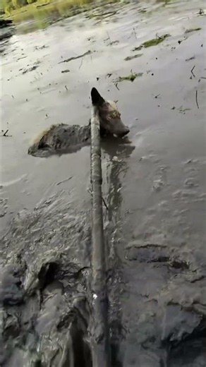 RESCUED: Injured coyote SAVED after getting stuck in mud in St. James