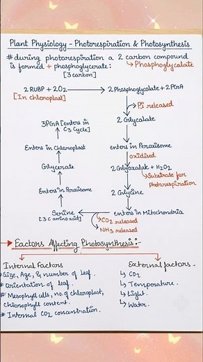 Class11|Photosynthesis in Higher Plants Part3|🌱|C4 Pathway&Kranz Anatomy ‪@AestheticBiologyNotes‬