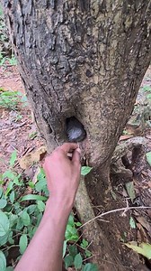 trees have inhabitants | Kang Zen