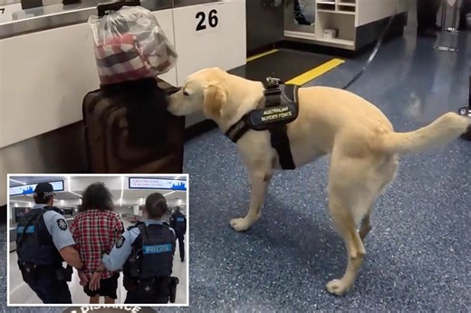 Drug-sniffing pooch helps foil heroin smuggling plot at major airport