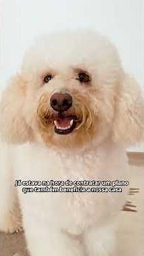 Do This When Your Dog Pees on the Upholstery!