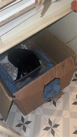 Cat Birth Journey: Part 1 – Experience the Miracle