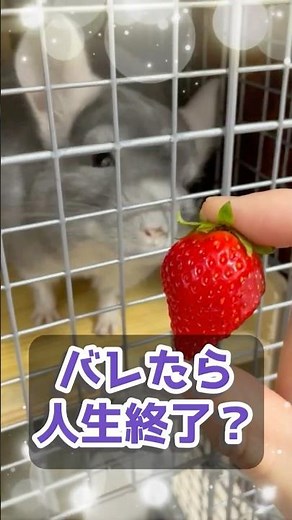 [Life over if caught?] I gave my chinchilla the strawberries my wife was looking forward to... an...