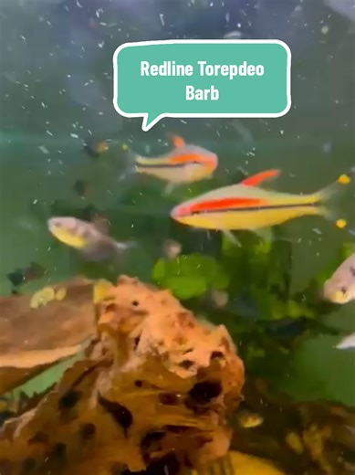🐟🔥 Meet the stunning Red Line Torpedo Barb! 🌟✨ With their striking red stripes and sleek bodies, these active fish are a vibrant addition to any aquarium! 🌿💦 Known for their energetic swimming and schooling behavior, they thrive in groups and love to explore their environment. 🏡💚 Visit us at Wirral Aquatics to learn more about their care and how to create a lively habitat for these captivating barbs! #RedLineTorpedoBarb #AquariumBeauty #WirralAquatics #FishKeeping #ColorfulSwimmers