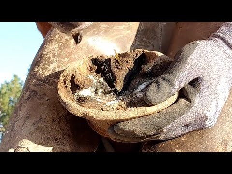 Trimming Long and Overgrown Hooves - Trimming Both front Hooves - What Farriers See - So Satisfying