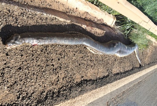Cobra sucuri de aproximadamente 5 metros morre após ser atropelada na ponte do Rio Aporé - O Correio News
