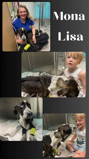 Guess who is sitting up and trying to walk?! We've named her MONA LISA and she's really been encouraged to thrive thanks to Haleigh & her sweet son's big heart. Volume on for this !! By the end of the week, we will be seeing this girl walk in the sunshine- LET'S PUT IT IN THE ATMPOSHERE!!! Intake emergency post https://www.facebook.com/share/p/uAiQ7wdBkHTNojPf/?mibextid=QwDbR1 3 days ago https://www.facebook.com/share/v/hYyVBsGj5MzazZ7W/?mibextid=QwDbR1 2 days ago https://www.facebook.com/Louisv