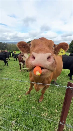 cool cow eating carrot compilation #myfarmbtw