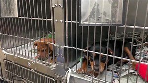 SPCA Florida urgently needs foster homes for dogs and nursing puppies