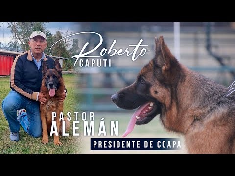 PASTOR ALEMÁN I ROBERTO CAPUTI I EN ENTREVISTA CON PERROS PREMIER
