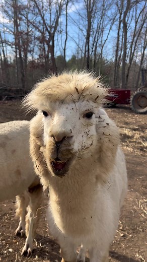 Michael's Useless Farm