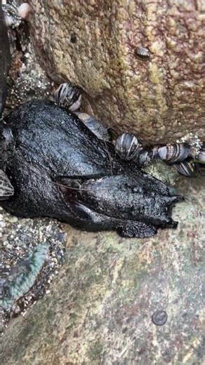 Hidden in the Intertidal | Black Sea Hare