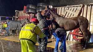 14 horses die after tractor-trailer crashes on I-44 in Franklin County