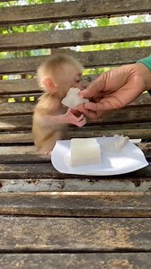 Beautiful newborn baby Monkey daily routine #fbreels #adsonreels #monkey #babymonkey #fblifestyle #cutebabymonkey #lovelymonkey | Animal Site