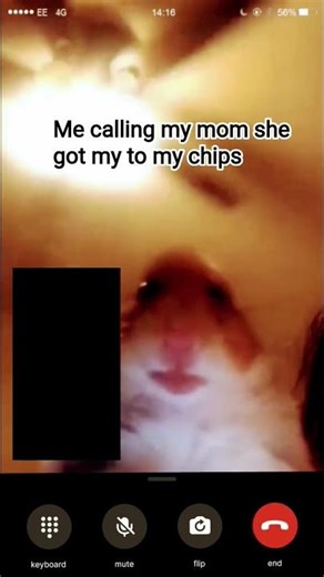 Hamster calling meme 1 hours