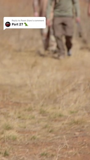 Exploring New Episodes of Pawn Stars on Wednesdays