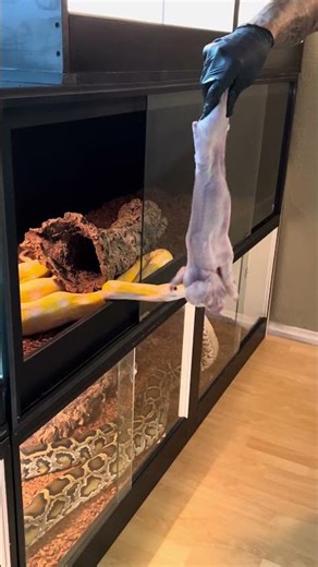 Feeding My Massive Reticulated Python! 🤩🐍 #wildlife #snake #shorts