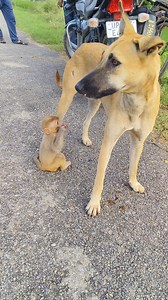 362K views · 8.2K reactions | Baby monkey dog friendship  adorable baby monkey #viralreels #Bander 000563 | Mini Dogs Fun | Facebook