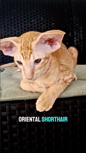 Oriental Shorthair Kitten… Cute or Just Too Weird ? 😳🐈