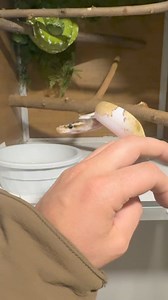 21K views · 550 reactions | Blossom & the Green Bean. #greentreepython #gtp #aru #ballpython #ballpythonmorphs #ballpythons #reptile #reptiles #reptilekeeper #reptilelover #reptilesofinstagram #pet #pets #animal #animals #daily #instagram #tiktok #funny #reels #shorts #cute #snake #snakes #snek | Black Lake Reptiles | Facebook