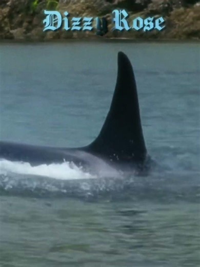 Blue whale vs Orca #fyp #animals #sea #ocean #tiktok #vs #1v1 #orca #whale #dinosaur
