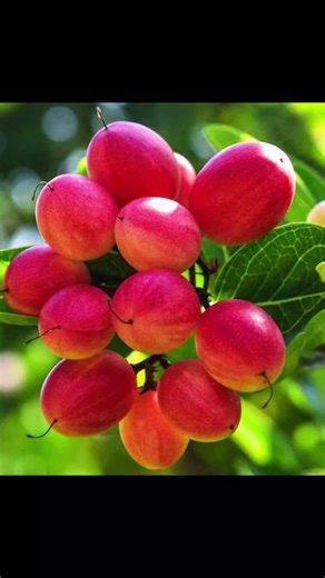 Miracle Fruit: Benefits and Uses of This Evergreen Shrub