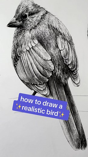 How to Draw Realistic Birds: Tips and Techniques
