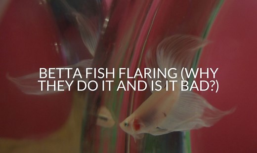 Betta Fish Flaring (Why They Do It And Is It Bad?)