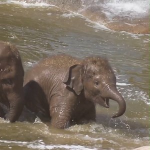 190K views · 8.9K reactions | Happy World Elephant Day!   Cuteness overload in 3, 2, 1... | Chester Zoo | Facebook