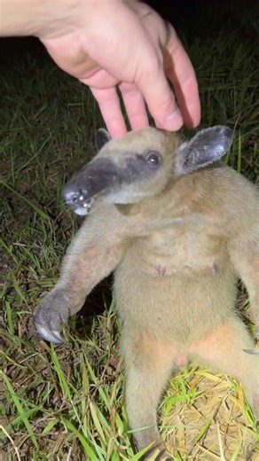 Garrett Galvin on Instagram: "BOOP montage! #wildlife#snake#nature#crazy#instagram#yoink#python#python#crocodile#alligator#everglades#australia#amazon#rainforest#animals#wildanimals#amazon#jungle#colombia#peru#florida#funny#cute#anaconda#frog#professional#conservation#venomous#boop#adventure#reels"