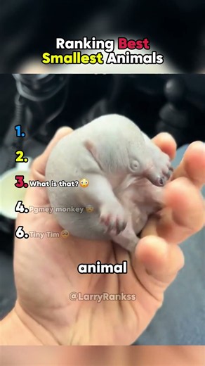 Ranking Best Smallest Animals